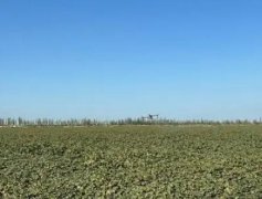 灌溉不充分问题解决后灌区棉花产量亩均增产100公斤以上