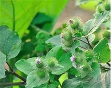 牛蒡子的功效与作用